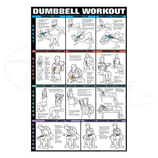 Dumbbell Workout Fitness Chart Chest, Biceps Triceps & Forearms Fitness ...